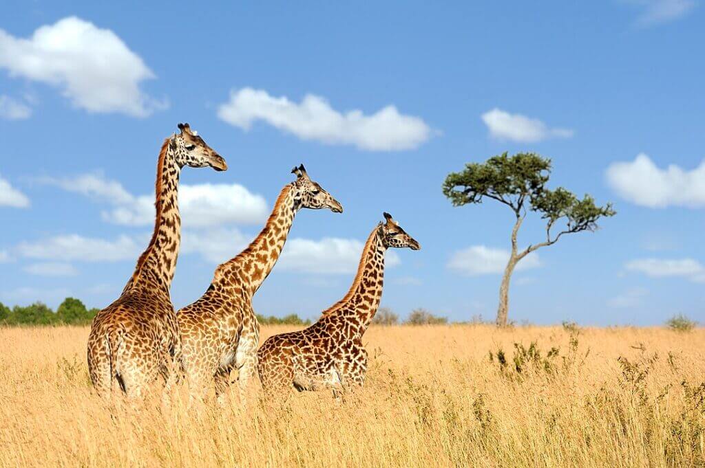 マサイマラ国立公園のキリンの群れ。
