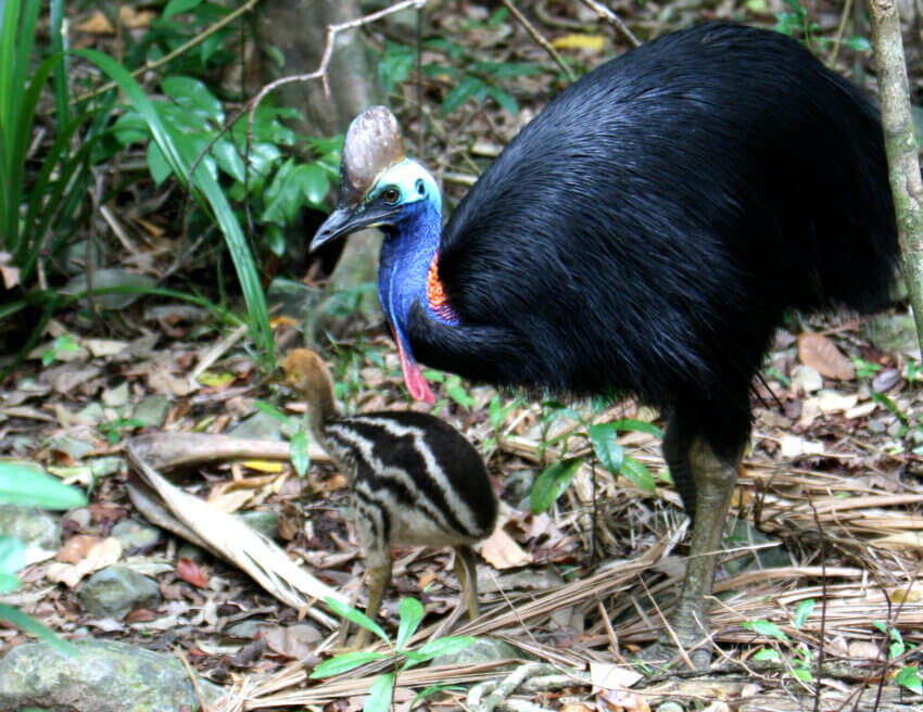 オーストラリア、クイーンズランド州、エマゲン・クリーク付近のヒクイドリ成鳥と雛。の写真