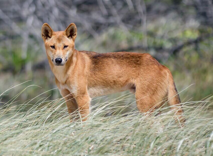 オーストラリアディンゴ ( Canis dingo )の写真