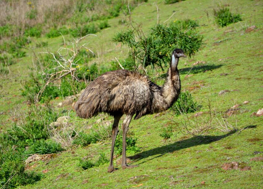 エミューDromaius novaehollandiae、ポート キャンベル国立公園、ビクトリア州、オーストラリアの写真