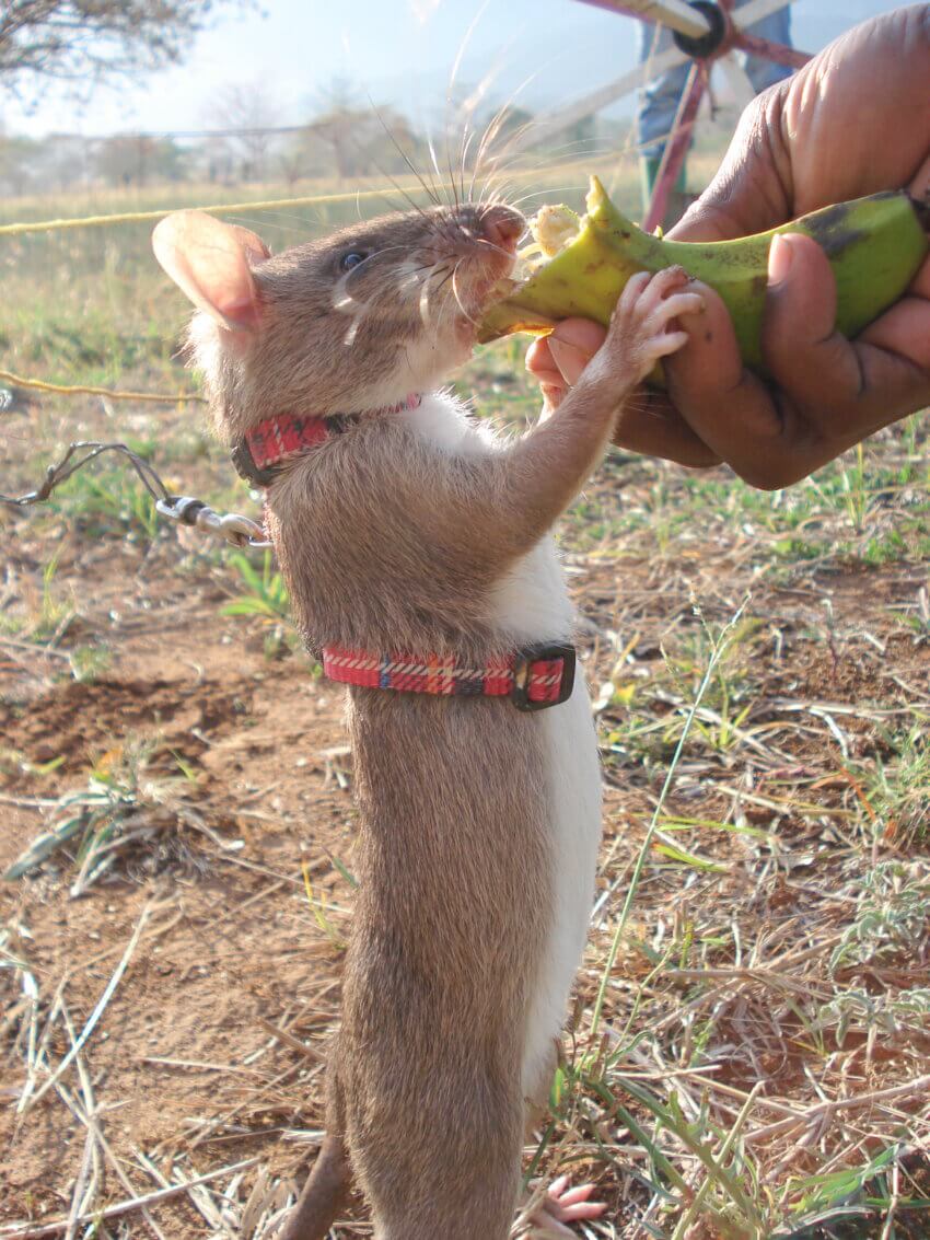 アフリカオオネズミがご飯を食べている写真