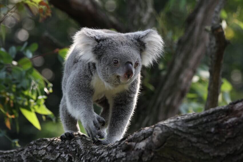 コアラ ( Phascolarctos cinereus ) デュイスブルク動物園、ドイツの写真