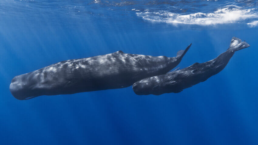 モーリシャス沖のマッコウクジラの母と子。子クジラの体にはコバンザメが付着している。写真