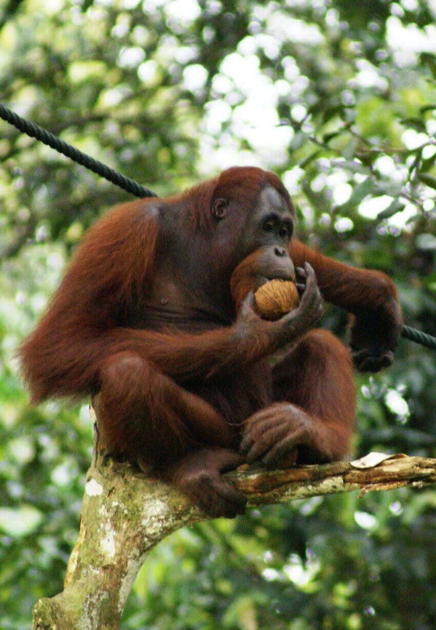 成熟したココナッツを食べるオランウータン ( Pongo pygmaeus )の写真