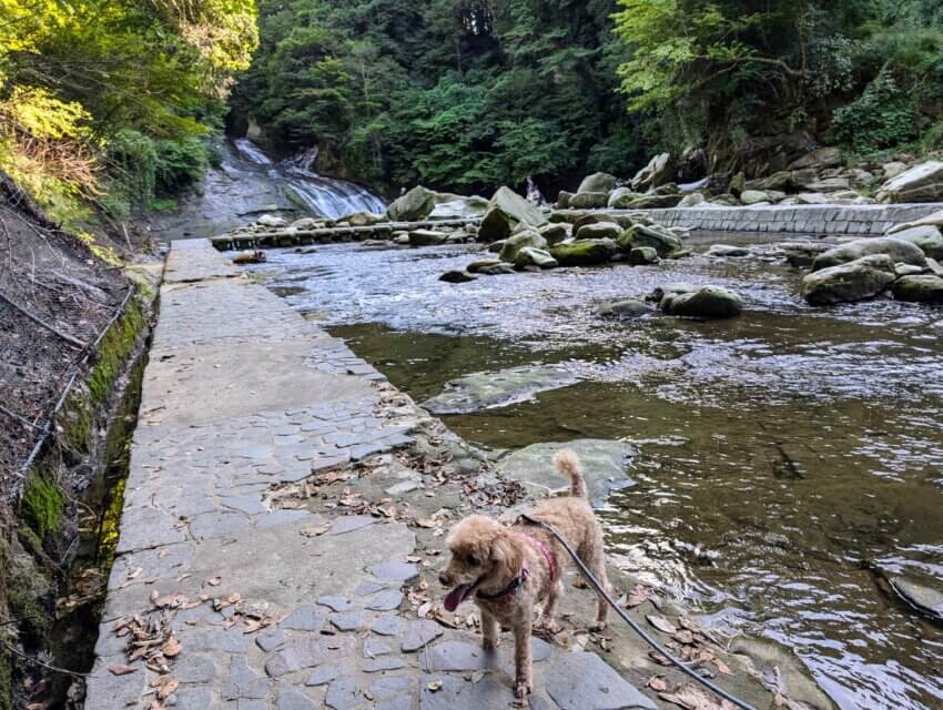 栗又の滝と犬の写真