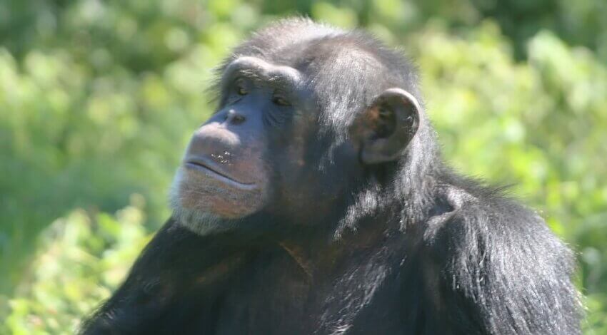 撮影場所: 米国フロリダ州マイアミのマイアミメトロ動物園。のチンパンジーの写真