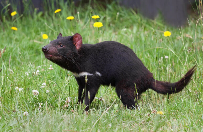 タスマニアデビル( Sarcophilus harrisii )、タスマニアデビル保護公園、タランナ、タスマニア、オーストラリアの写真