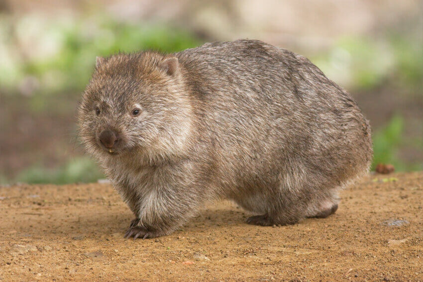 オーストラリア、タスマニア州マリア島のウォンバット ( Vombatus ursinus tasmaniensis )。島全体がマリア島国立公園に指定されています。成体の体長は平均で 1 メートル弱です。の写真