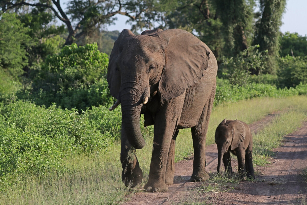 African Bush Elephants Loxodonta Africana Female With Six Week Old Baby Scaled E1740375840609