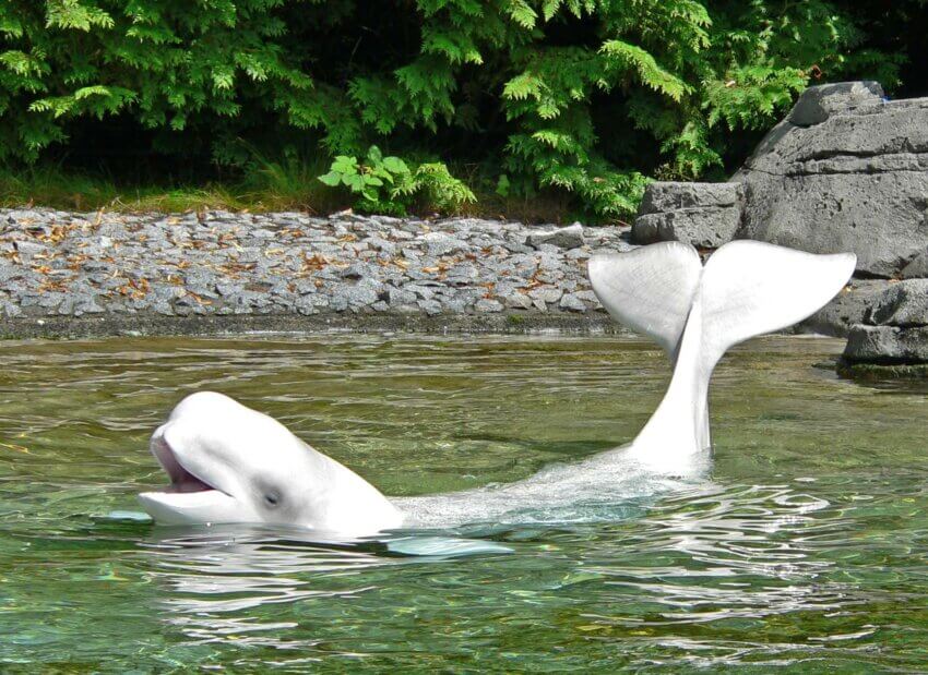 バンクーバー水族館の浅瀬にいるDelphinapterus leucas (シロイルカ)の写真