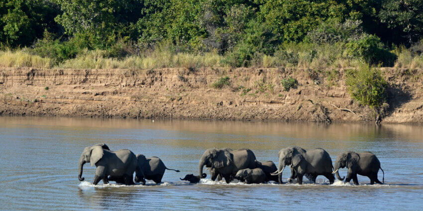 ザンビア、サウスルアングワ国立公園、ルアングワ川を渡るゾウ ( Loxodonta africana ) 。の写真