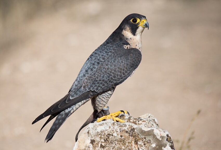 Captive peregrine falcon (Falco peregrinus) in the Community of Madrid, Spain.