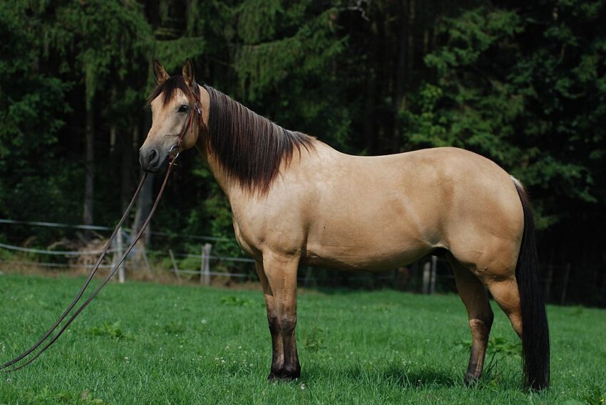 Quarter Horse in Fellfarbe Buckskin