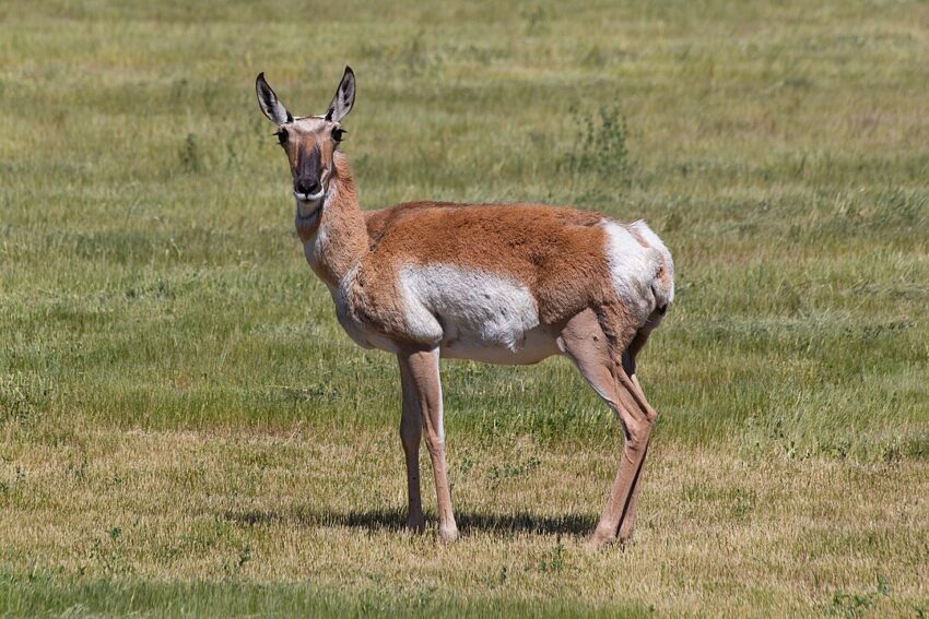 Pronghorn (Antilocapra americana)