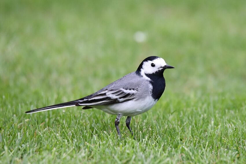 Motacilla alba (White wagtail)