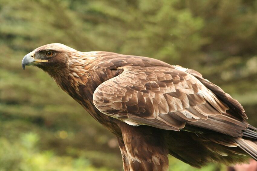 A Golden Eagle (Aquila chrysaetos), San Francisco Zoo Hawk with good wing