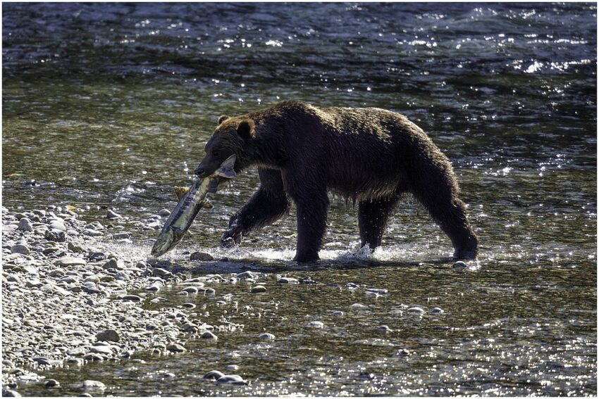 Grizzlybär (Ursus arctos horribilis), jagt Lachse am Strand von Vancouver Island, British Columbia, Kanada 