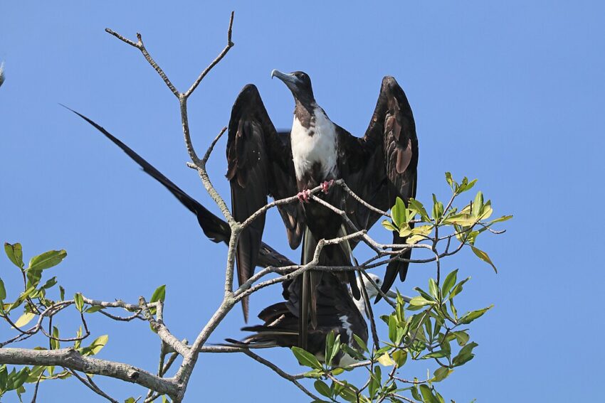 Magnificent frigatebird (Fregata magnificens rothschildi) female with open wings, off Boca Chica, Panama