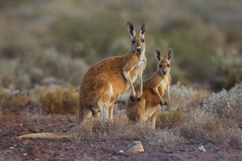 One adult and one young Red Kangaroo at Sturt National Park NSW