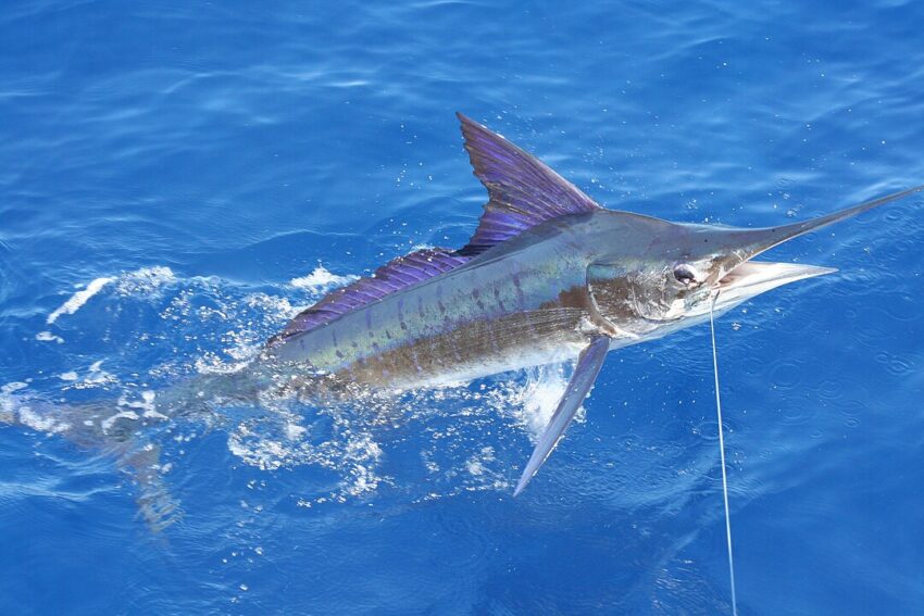 Marlin cerca de la costa de Carrillo