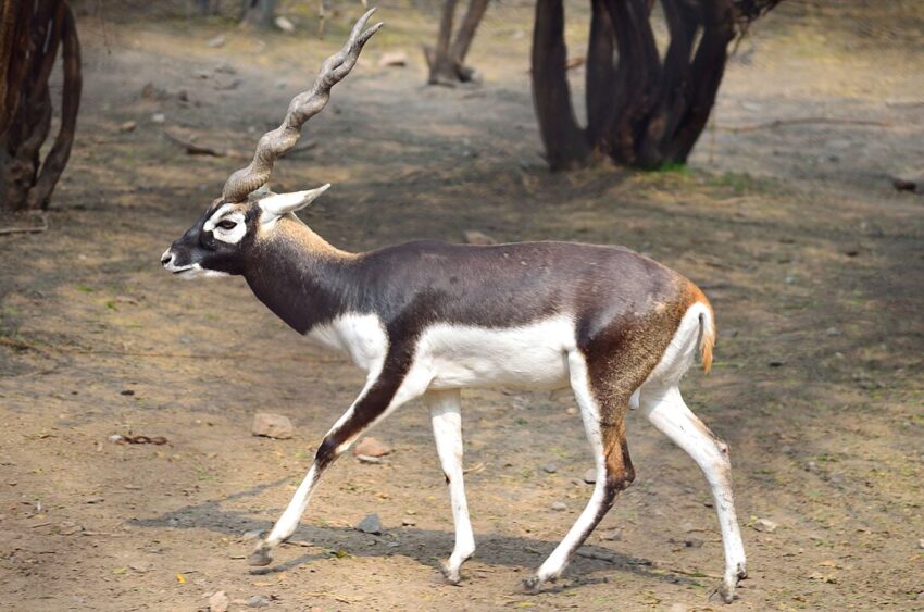 Adult male blackbuck (Antilope cervicapra).