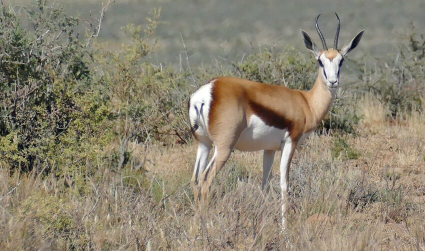 Potlekkertjie Loop, Karoo NP, Western Cape, SOUTH AFRICA