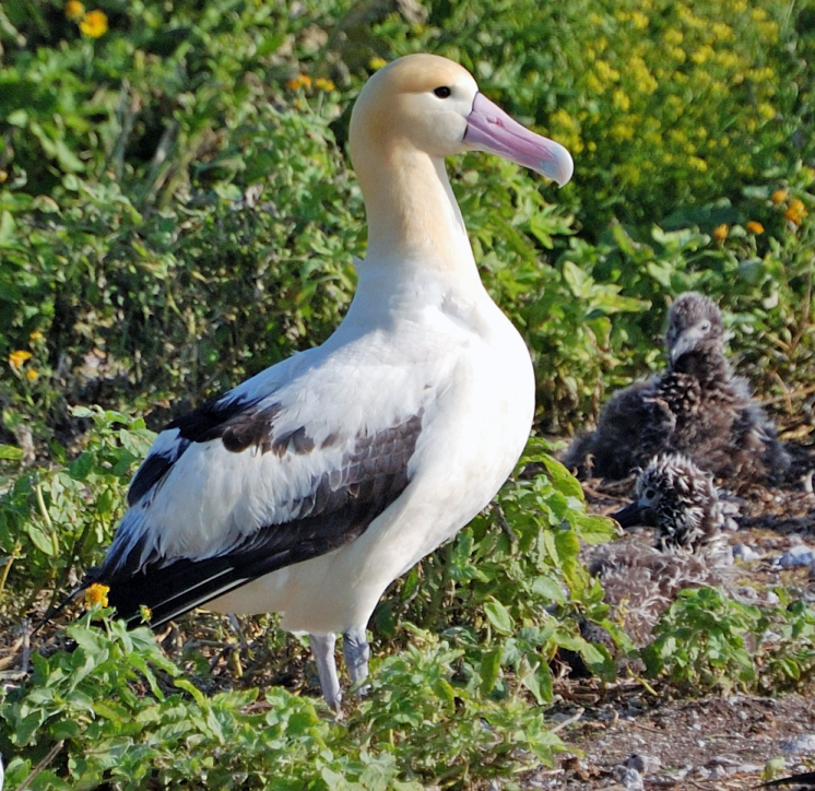 緑の営巣地に立つコアホウドリの成鳥。近くにはひな鳥が数羽おり、白い体に黒い翼、ピンクのくちばしをしている。