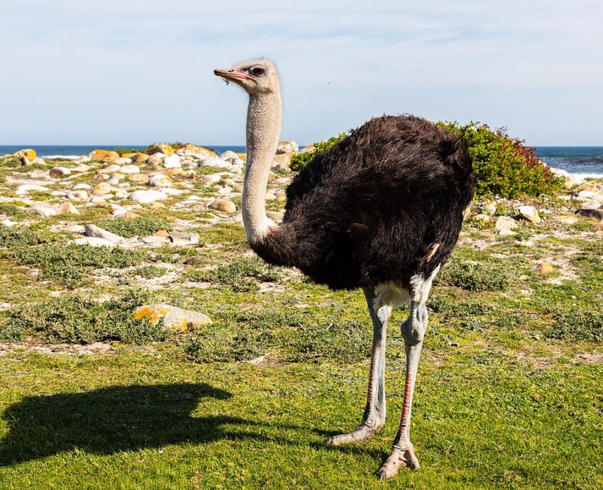 South African ostrich (Struthio camelus australis), Cape of Good Hope, South Africa