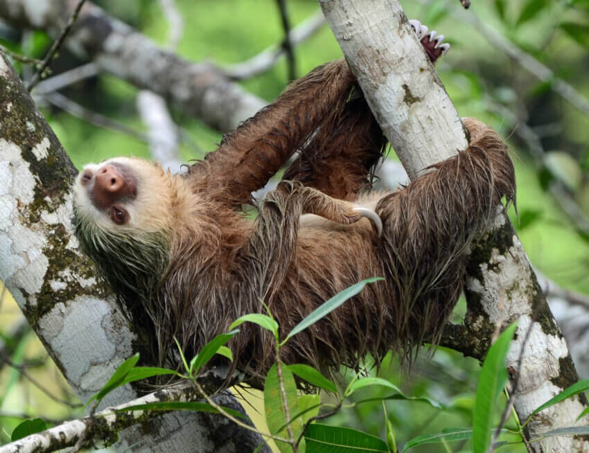 A two-toed sloth (Choloepus hoffmanni) at La Selva Biological Station, Sarapiqui, Costa Rica. The original version has been modified by cropping and increasing brightness.