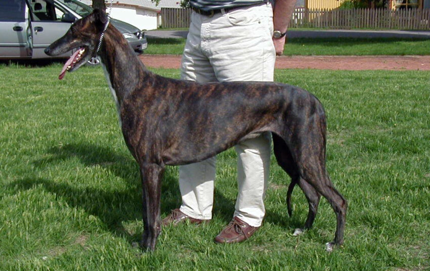 Greyhound female dog