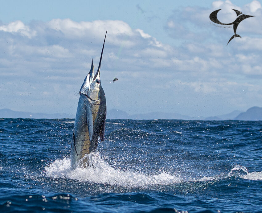 Sailfish Costa Rica