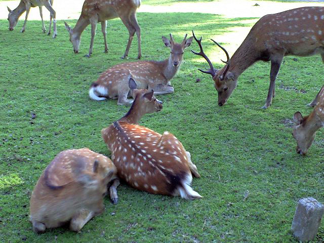 奈良公園のシカ。