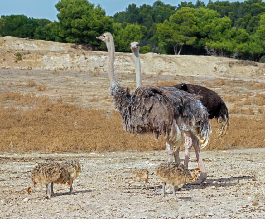 Struthio camelus Linnaeus, 1758, Common ostrich