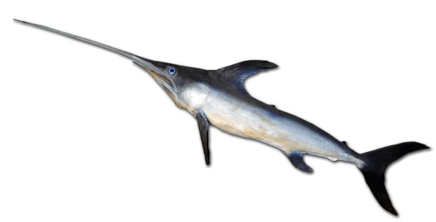Swordfish - Xiphias gladius