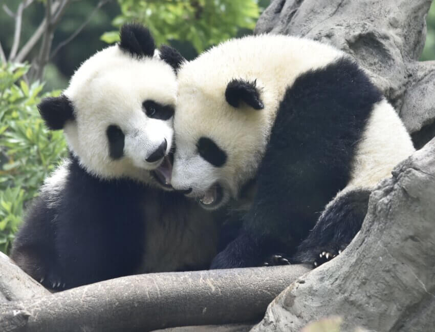 ジャイアントパンダ レイレイとシャオシャオ（2022年6月10日 東京都恩賜上野動物園）