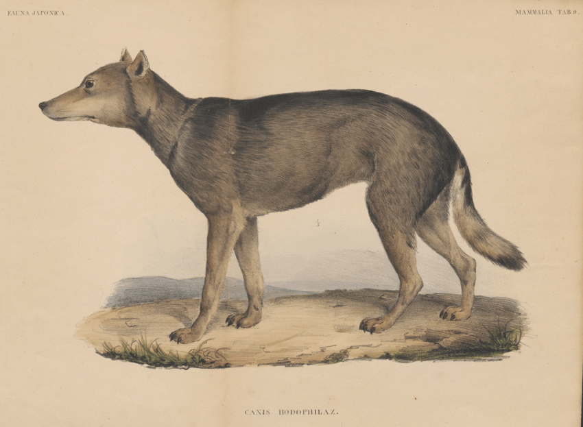 Japanese Wolf Canis Lupus Hodophilax (aka Honshū wolf) by Philipp Franz von Siebold.