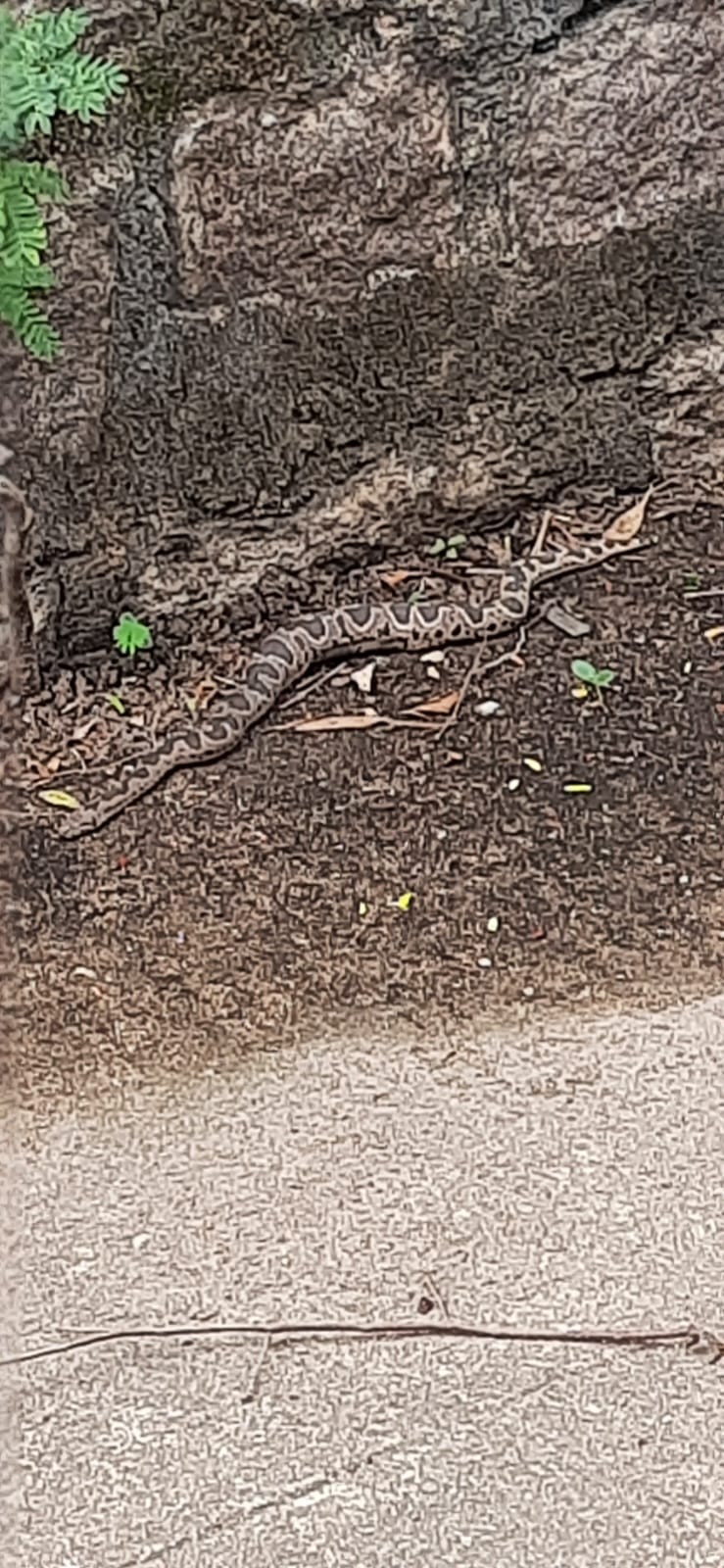 Captured by camera at Dr B R Ambedkar Open University Campus, Hyderabad, Telangana, India