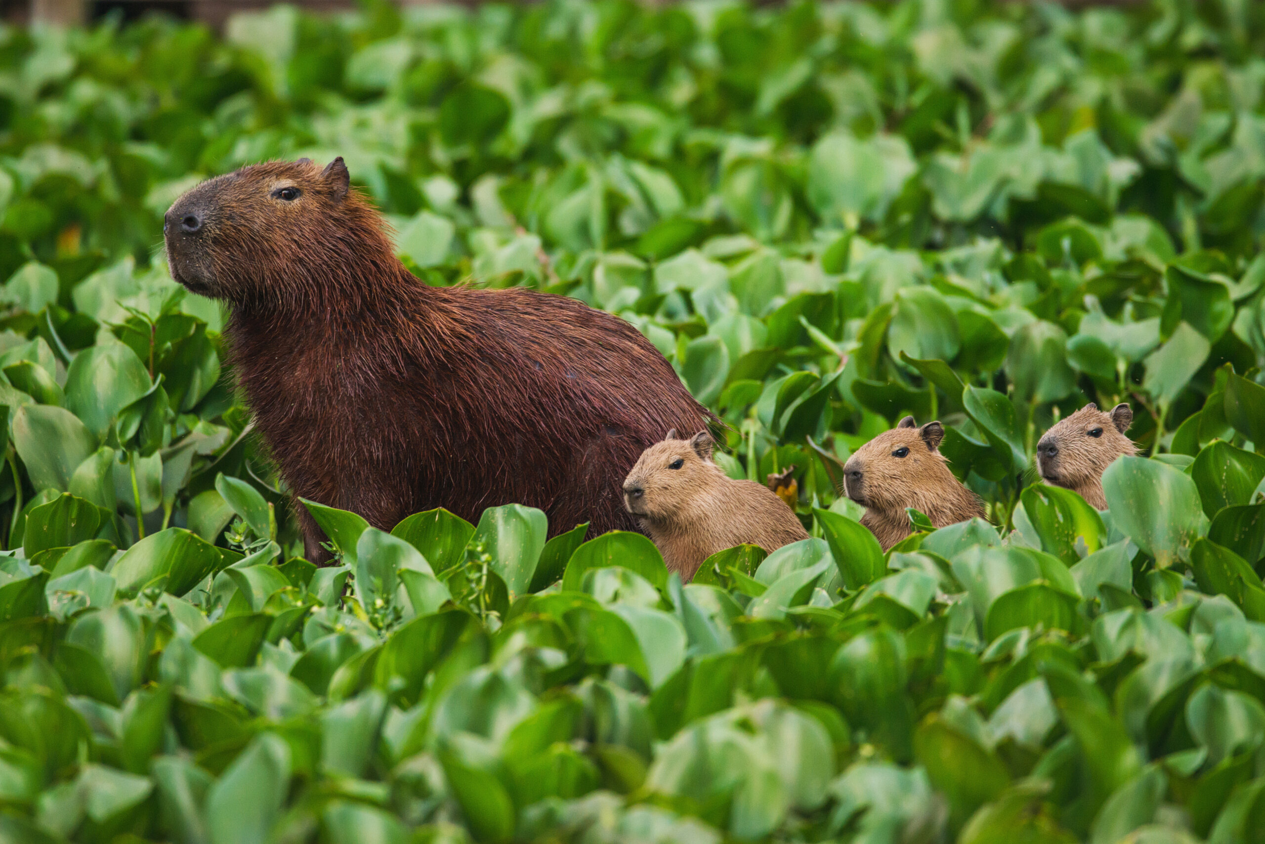 Capybaras (Hydrochoerus hydrochaeris) in the protected area of the Tietê River in São Paulo state, Brazil.