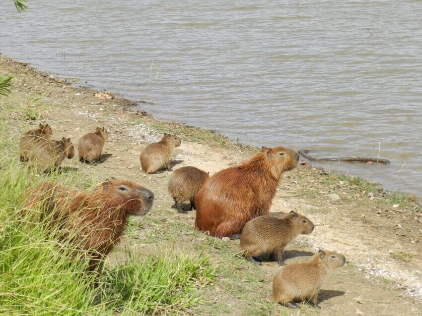 Uma familia de capivaras tomando banho de sol a margem da lagoa. Fotografadas na lagoa central da cidade de Lagoa Santa, Minas Gerais, Brasil.