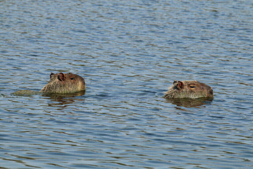 More details Capybara (Hydrochoerus hydrochaeris) swimming, the Pantanal, Brazil