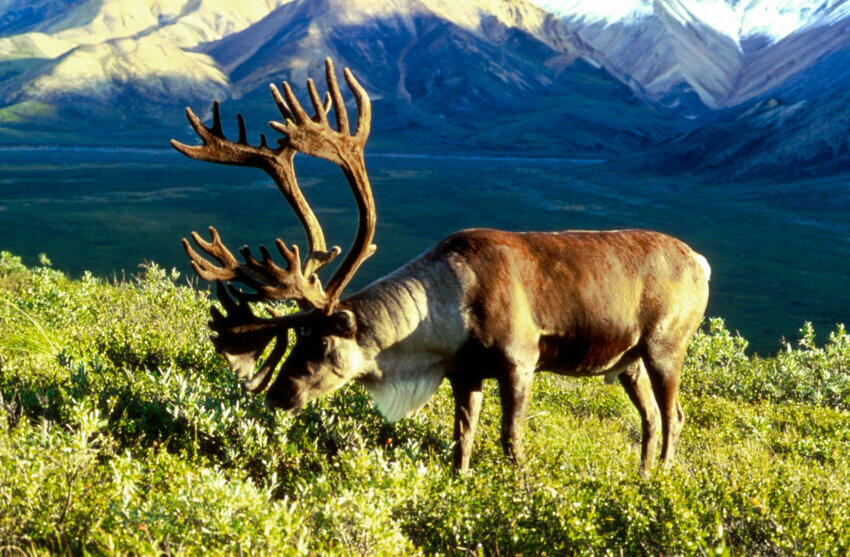 Male caribou in Alaska