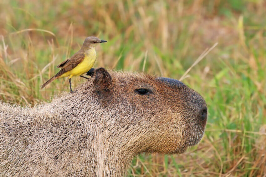 Cattle tyrant (Machetornis rixosa rixosa) on male capybara (Hydrochoeris hydrochaeris), the Pantanal, Brazil