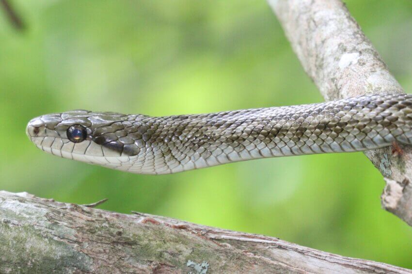 Head of Elaphe climacophora in Aichi Prefecture, Japan.