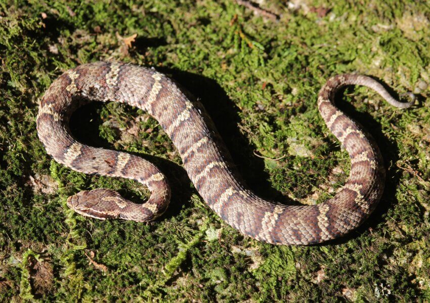 Gloydius blomhoffii on Mount Tengura, in Mie prefecture, Japan.