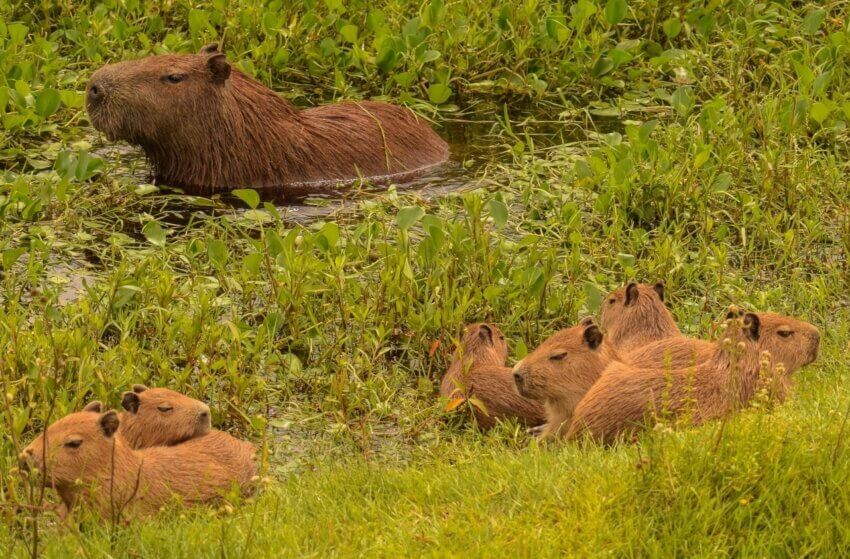 Capybara (Hydrochoerus hydrochaeris)