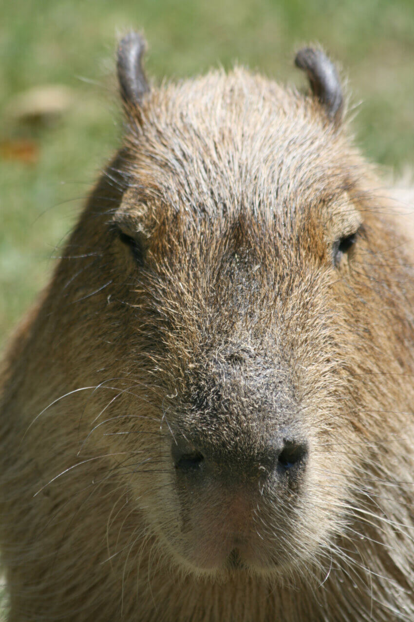 Capybara (Hydrochoerus hydrochaeris) in Cologne Zoo, Germany.