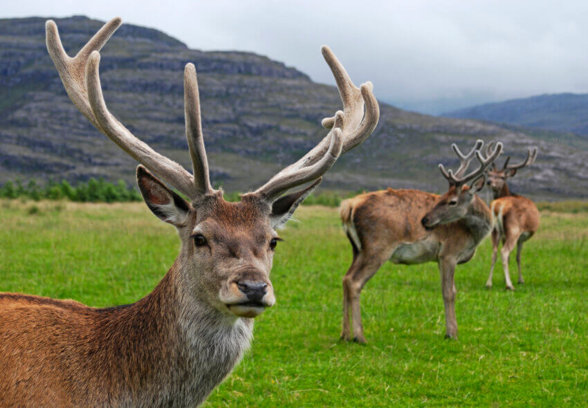 Red deer stag (Cervus elaphus) with velvet antlers in Glen Torridon, Scotland