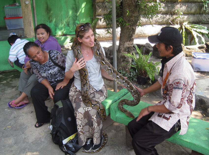 More details Visitors accompanied with the keeper are allowed to pet and took photograph with python reticulatus in Reptile Petting Zoo, Taman Mini Indonesia Indah Reptile Park, Jakarta, Indonesia.