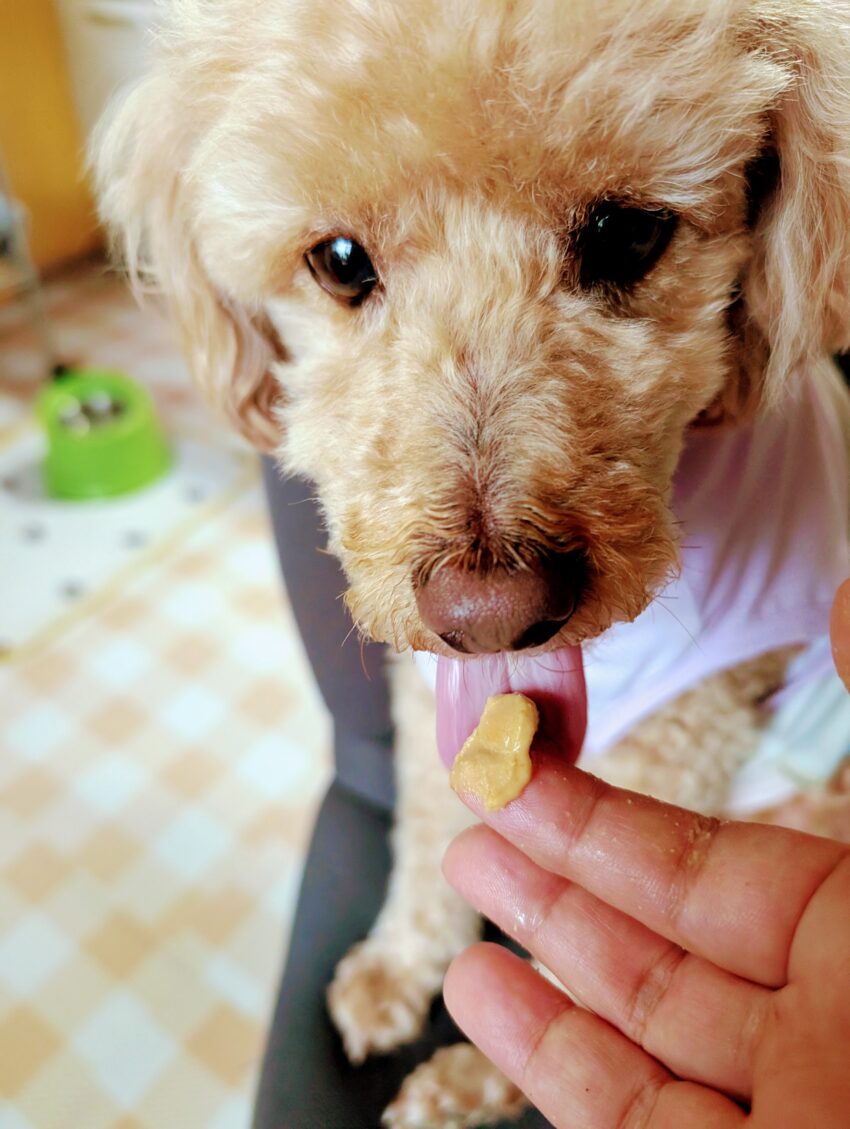 犬の関節炎サプリ体験談|7歳空君が半年で変化した全記録【シニア犬予防法】 トイプードルが指先のピーナッツバターを舐めている様子のアップ写真