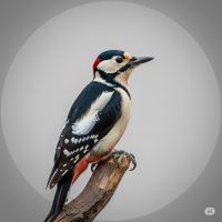 アカゲラの鳥の写真